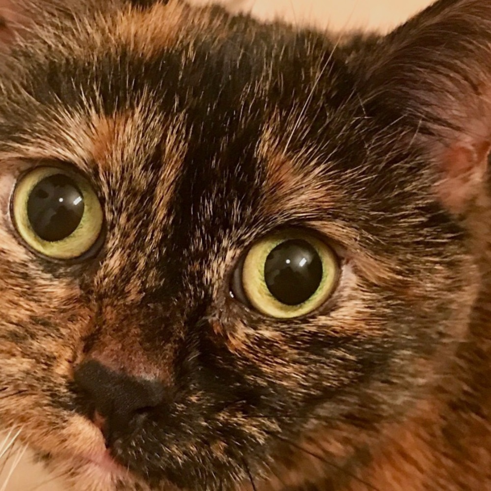 Meet your Posher, Kylie